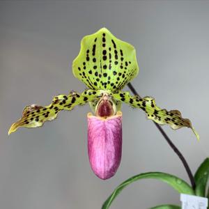 Paphiopedilum HENRYVAN (Vanguard x henryanum)