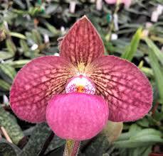 Paphiopedilum CAROLYN BUTCHER (Fanaticum x delenatii)