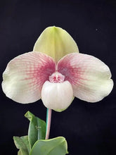 Load image into Gallery viewer, Paphiopedilum HUNG SHENG LEUCOBULL (Greyi x Shun-Fa Golden)
