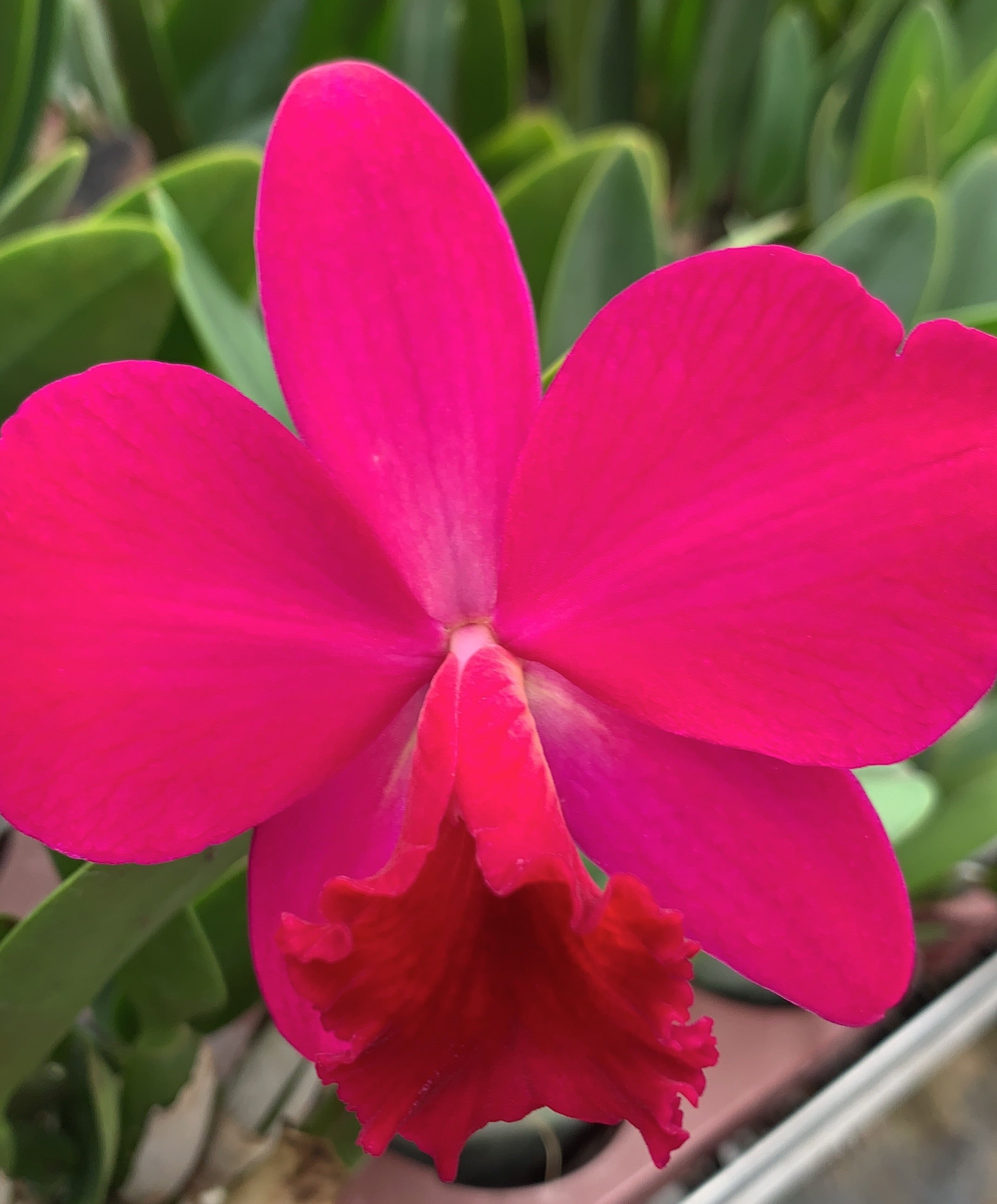 Cattleya LOVE CASTLE (C. Psyche x C. José Dias Castro) 'Kurenai