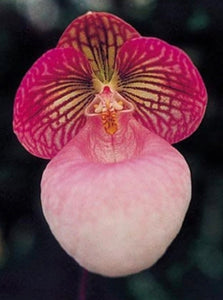 Paphiopedilum micranthum dark pink form