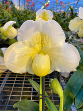 Load image into Gallery viewer, Paphiopedilum ICE AGE  ( Pacific Shamrock x Ice Castle )
