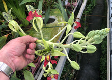 Load image into Gallery viewer, Cymbidiella rhodochila

