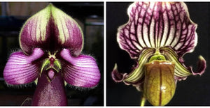 Paphiopedilum HANOI FAIRY (rungsuriyanum x fairrieanum )