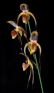 Paph. IN-CHARM ANITA (Genevieve Booth x anitum)