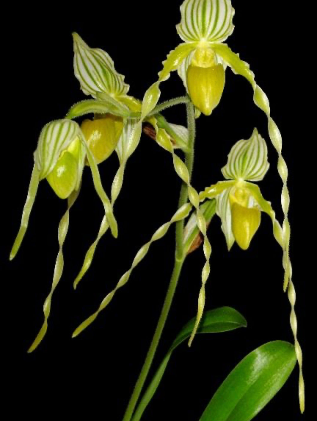 Paphiopedilum philippinense forma album