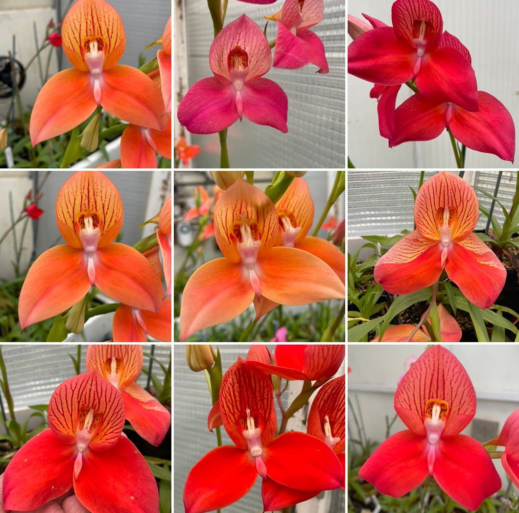 Disa collection TEN