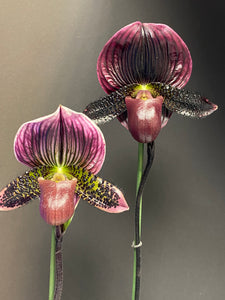Paphiopedilum BRUNELLO (Grand Sangiovese x Pulsar)