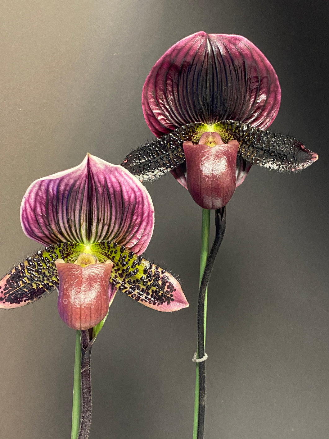 Paphiopedilum BRUNELLO (Grand Sangiovese x Pulsar)
