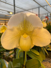 Load image into Gallery viewer, Paphiopedilum ICE AGE  ( Pacific Shamrock x Ice Castle )

