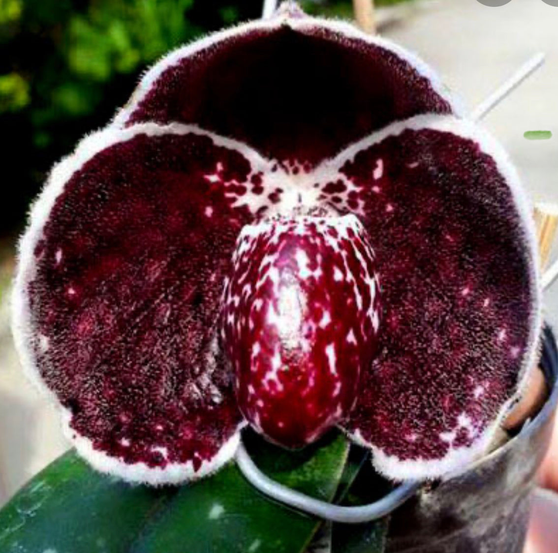 Paphiopedilum godefroyae black variety Exotic Plant Company