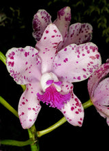Load image into Gallery viewer, Cattleya amethystoglossa &#39;Up There x Incredible&#39;
