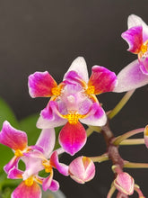 Load image into Gallery viewer, Phalaenopsis equestris ‘Carousel’ peloric variety
