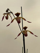 Load image into Gallery viewer, Paphiopedilum YILI PREEL (Lady Rothschild x lowii)

