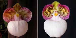 Paphiopedilum micranthum var. eburneum