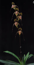 Load image into Gallery viewer, Paphiopedilum WÖSSNER BLACK WINGS (rothschildianum x anitum)
