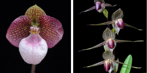 Paphiopedilum KRULL’S LACE (Fanaticum 'Red One’ x rothschildianum 'Mont  Millais'