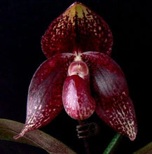 Load image into Gallery viewer, Paphiopedilum HUNG SHENG WILD CAT(bellatulum &quot;Daughter of Red&#39; x anitum &#39;Dark Darth&#39;)
