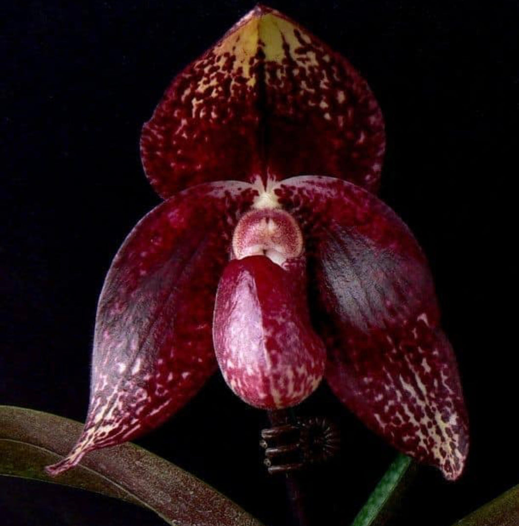 Paphiopedilum HUNG SHENG WILD CAT(bellatulum 