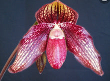 Load image into Gallery viewer, Paphiopedilum HUNG SHENG WILD CAT(bellatulum &quot;Daughter of Red&#39; x anitum &#39;Dark Darth&#39;)
