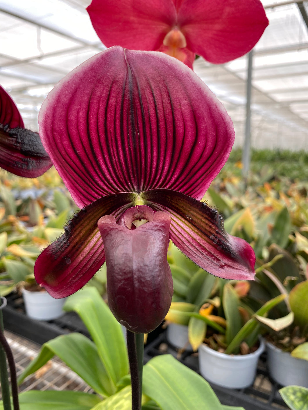 Paphiopedilum HUNG SHENG BAY	Sibling Cross of two selected forms
