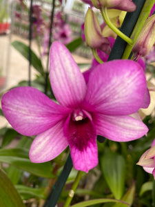 Dendrobium hybrid collection