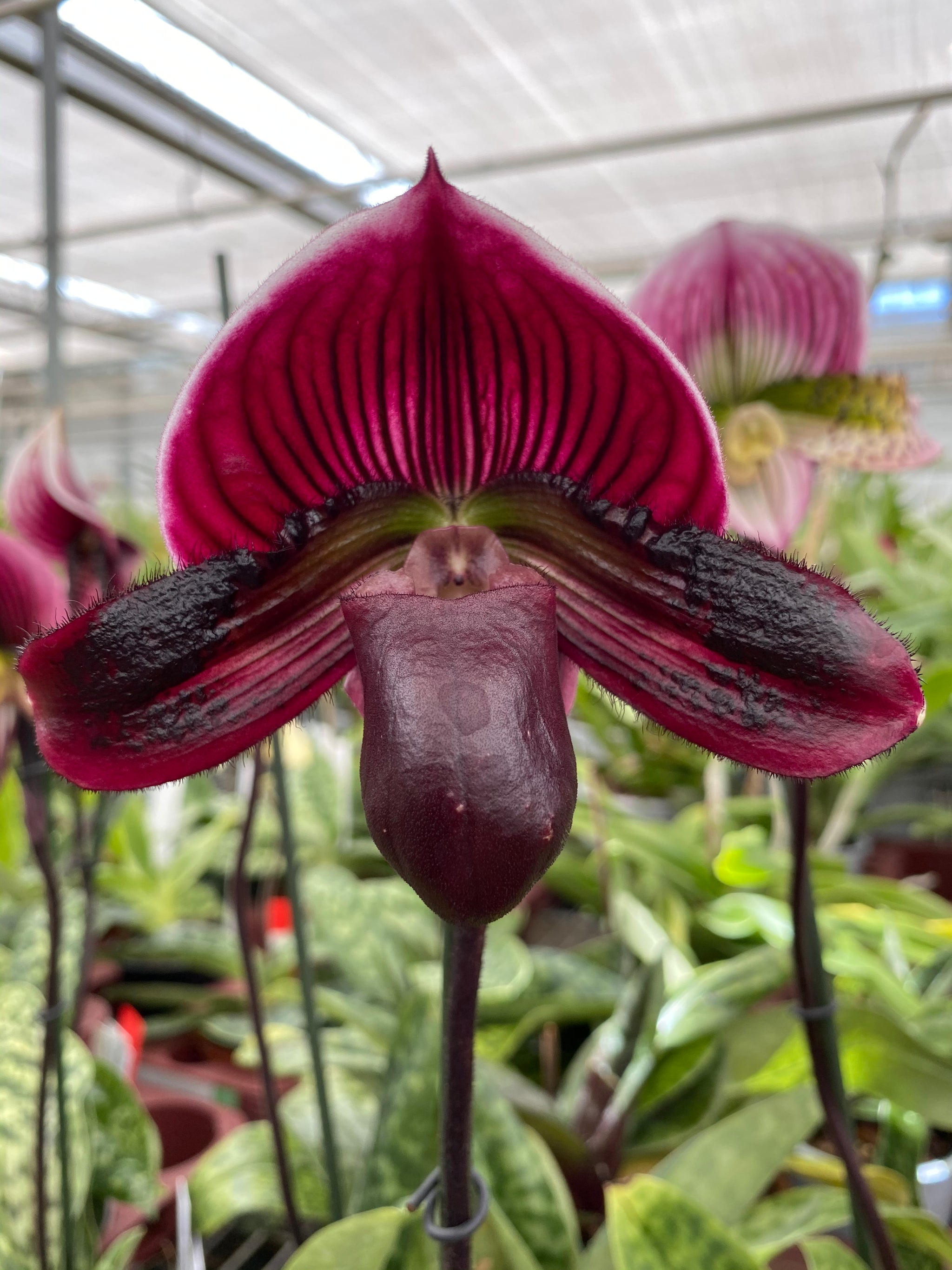 gutschein plants are purple Purple Gift Card-30