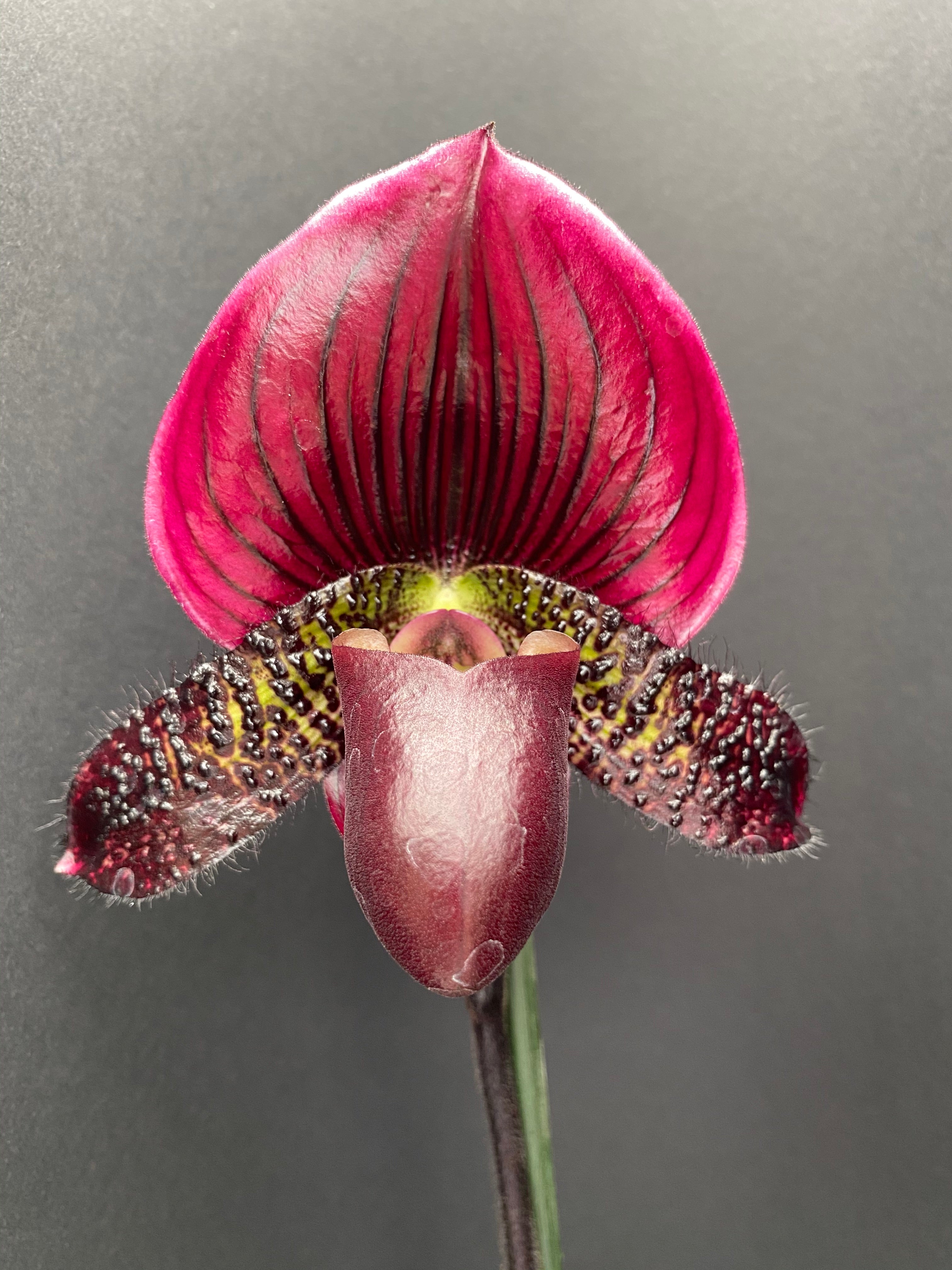 Paphiopedilum GRAND SANGIOVESE (Hsinying Cyber Leopard x