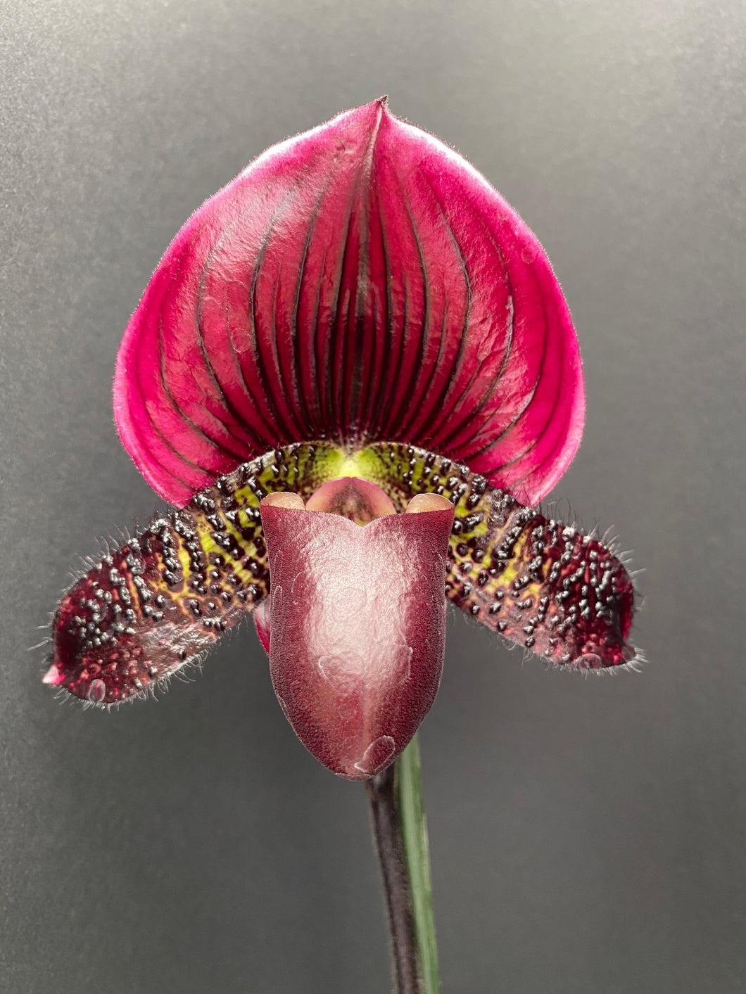 Paphiopedilum GRAND SANGIOVESE	(Hsinying Cyber Leopard x Hsinying Red Apple)