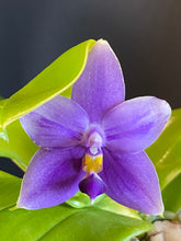 Load image into Gallery viewer, Phalaenopsis GENE&#39;S SUMMER VIOLET (violacea x Samera)
