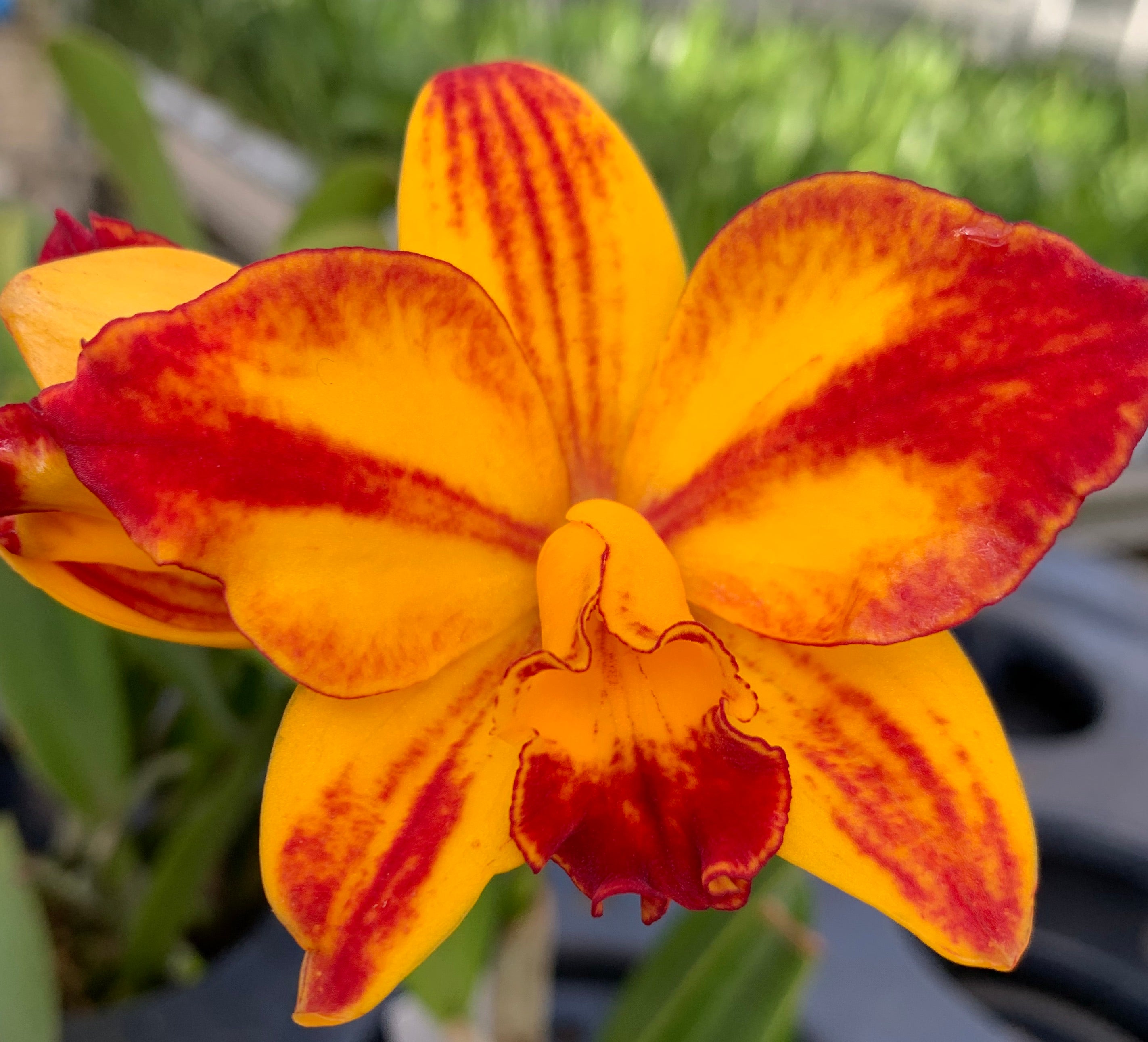 Cattlianthe BAREFOOT MAILMAN (C.briegeri x Ctt. Madge Fordyce
