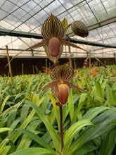 Load image into Gallery viewer, Paphiopedilum rothschildianum &#39;Chiayi #1 x Chaiyi #4) Sibling cross
