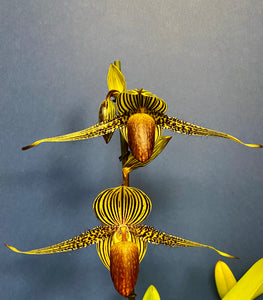 Paphiopedilum rothschildianum 'Tokyo Titan' x 'Spread Eagle'