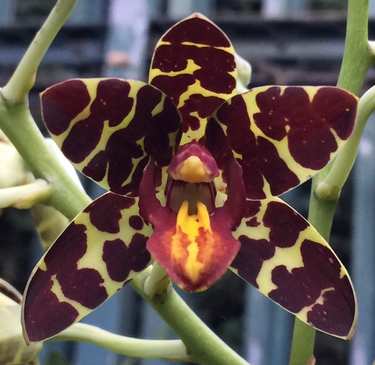 Ansellia africana species – Exotic Plant Company