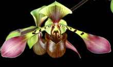 Load image into Gallery viewer, Paphiopedilum lowii
