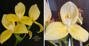 Disa uniflora yellow form