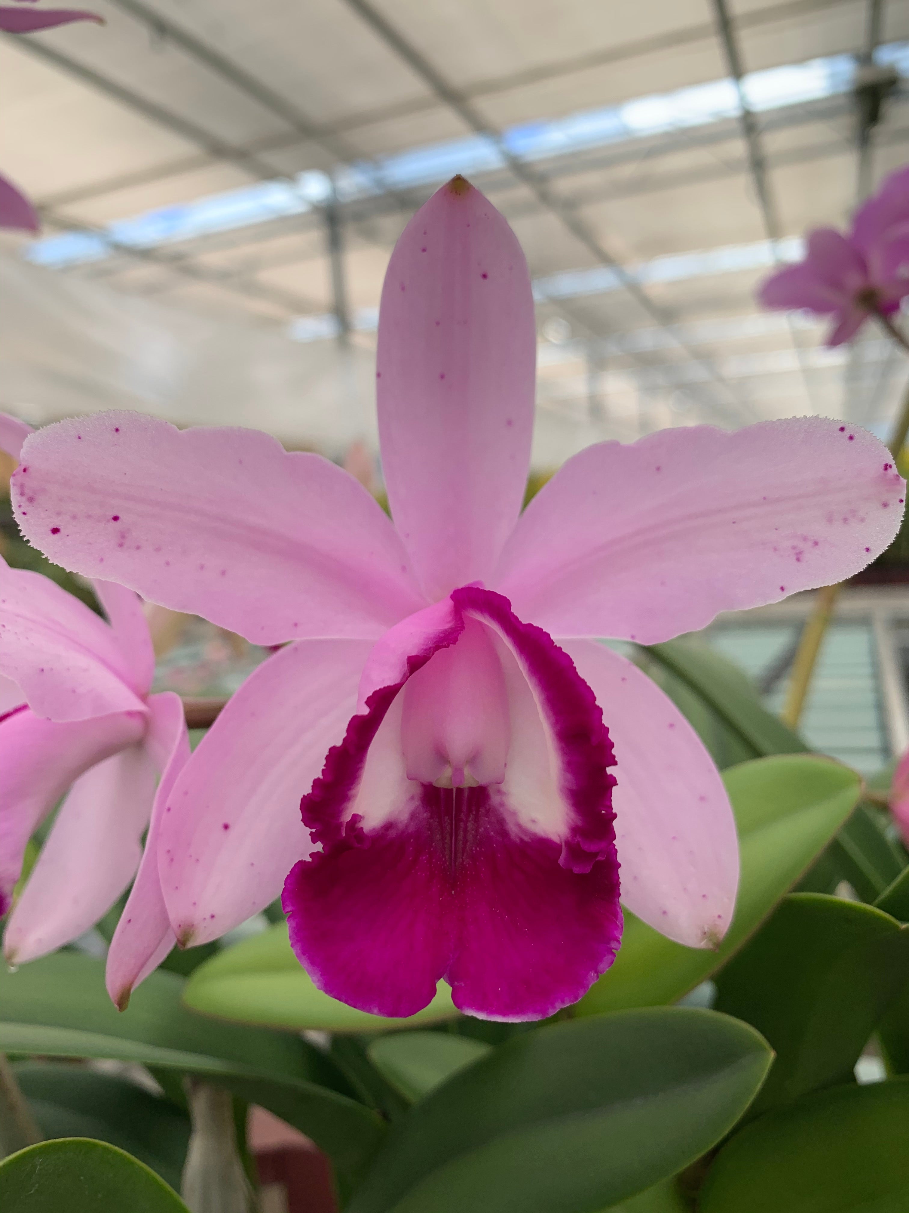 Cattleya intermedia var. orlata   species