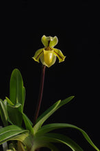 Load image into Gallery viewer, Paphiopedilum druyii (&#39;Indian Runner&#39; x &#39;Bear&#39;)
