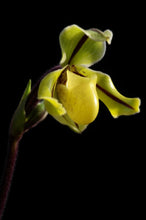 Load image into Gallery viewer, Paphiopedilum druyii (&#39;Indian Runner&#39; x &#39;Bear&#39;)
