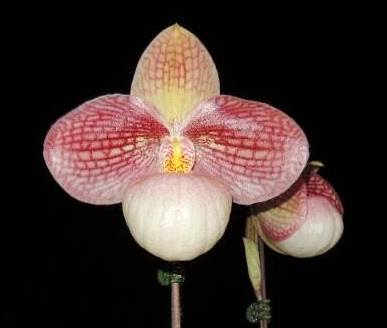 Paphiopedilum LIBERTY TAIWAN (micranthum x hangianum)