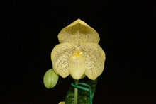 Load image into Gallery viewer, Paphiopedilum concolor sibling cross
