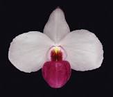 Paphiopedilum delenatii forma vinicolor