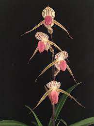 Paphiopedilum LADY ISABEL (rothschildianum x stonei)