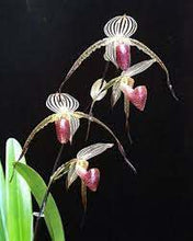 Load image into Gallery viewer, Paphiopedilum LADY ISABEL (rothschildianum x stonei)
