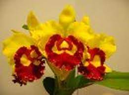 Rlc. CHIEF SUNLIGHT 'Yellow Ruby'  (Asia Sunlight x Chunyeah)