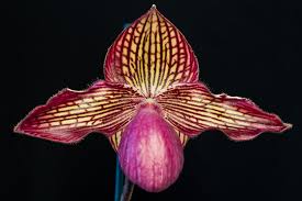 Paphiopedilum GLORIA NAUGLE (rothschildianum x micranthum)