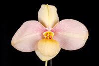 Load image into Gallery viewer, Paphiopedilum WÖSSNER WOLKE (hangianum x emersonii)
