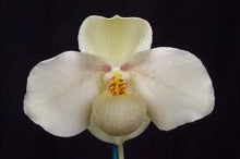 Load image into Gallery viewer, Paphiopedilum WÖSSNER WOLKE (hangianum x emersonii)
