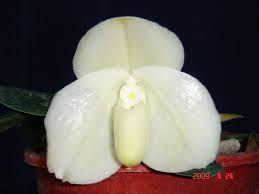 Paphiopedilum bellatulum fma album