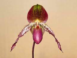 Paphiopedilum SHEN-LIU PERI (moquettianum x anitum)